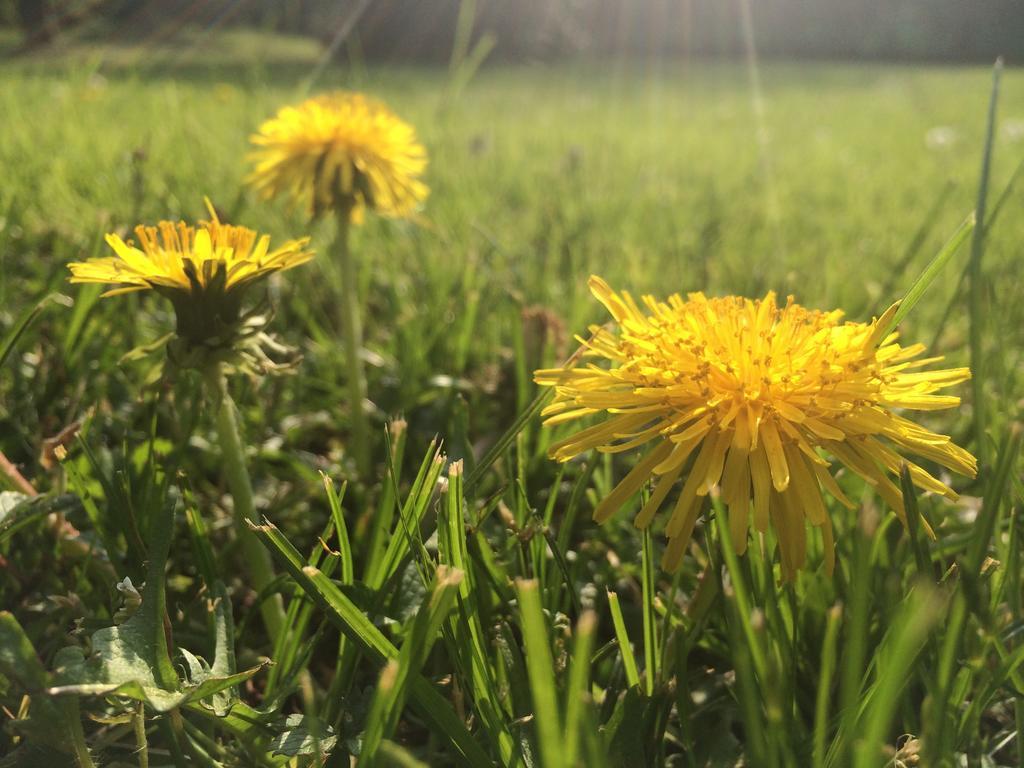 Il Cantelino Padova Oda fotoğraf